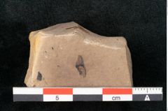 Foto (Detailansicht) von Casuarina sp. (NHMW-GEO-2024-0188-11478)